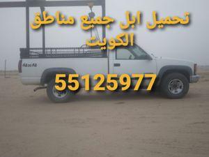 Transporting animals to all areas of Kuwait